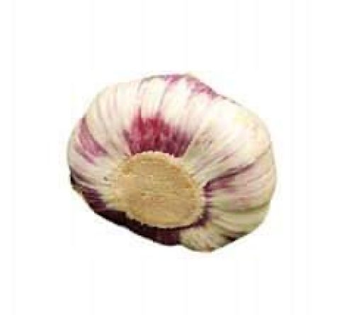 czosnek  polski  główka