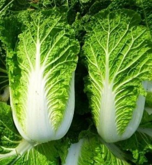 kapusta pekińska 1szt