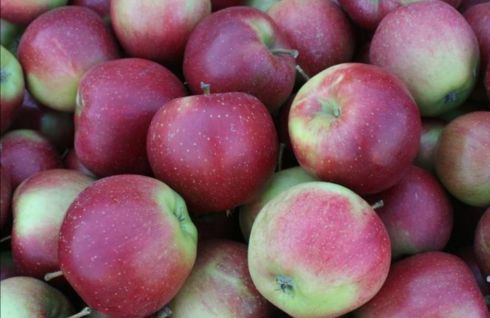 Jabłka czempion 1KG