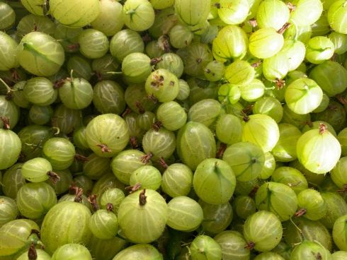 agrest* (250g)
