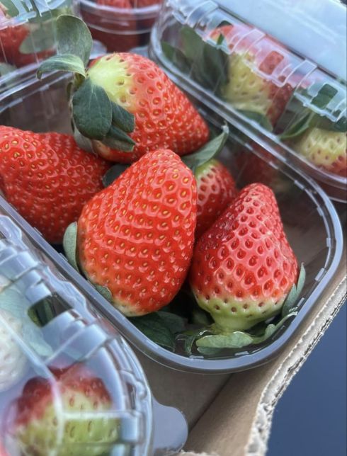 Truskawki opak (500g)