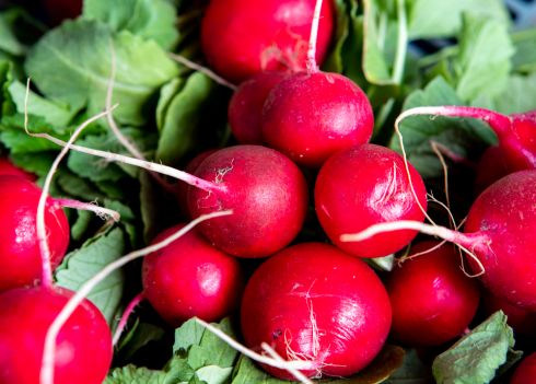 rzodkiewka polska pęczek