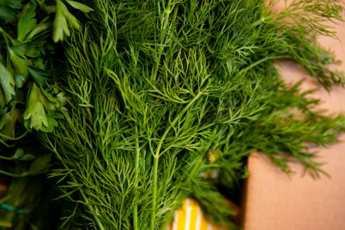 koperek pęczek polski